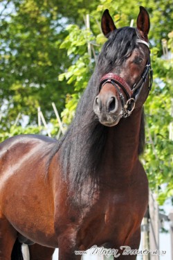 Afbeelding invoegen